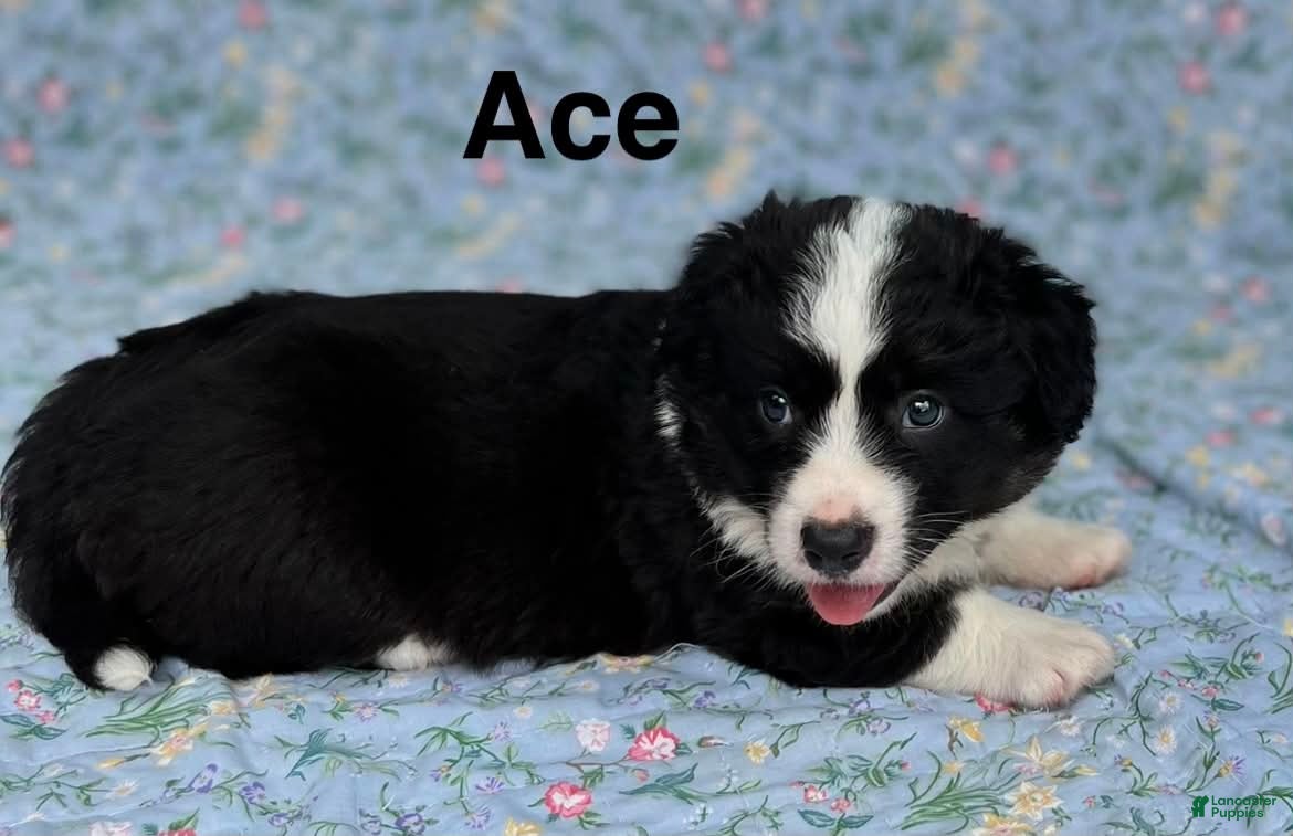 Welsh Corgi Cardigan dogs Ace FLUFFY - Ad 2