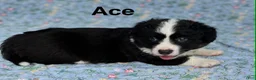 Welsh Corgi Cardigan dogs for sale: Ace FLUFFY - Ad 3