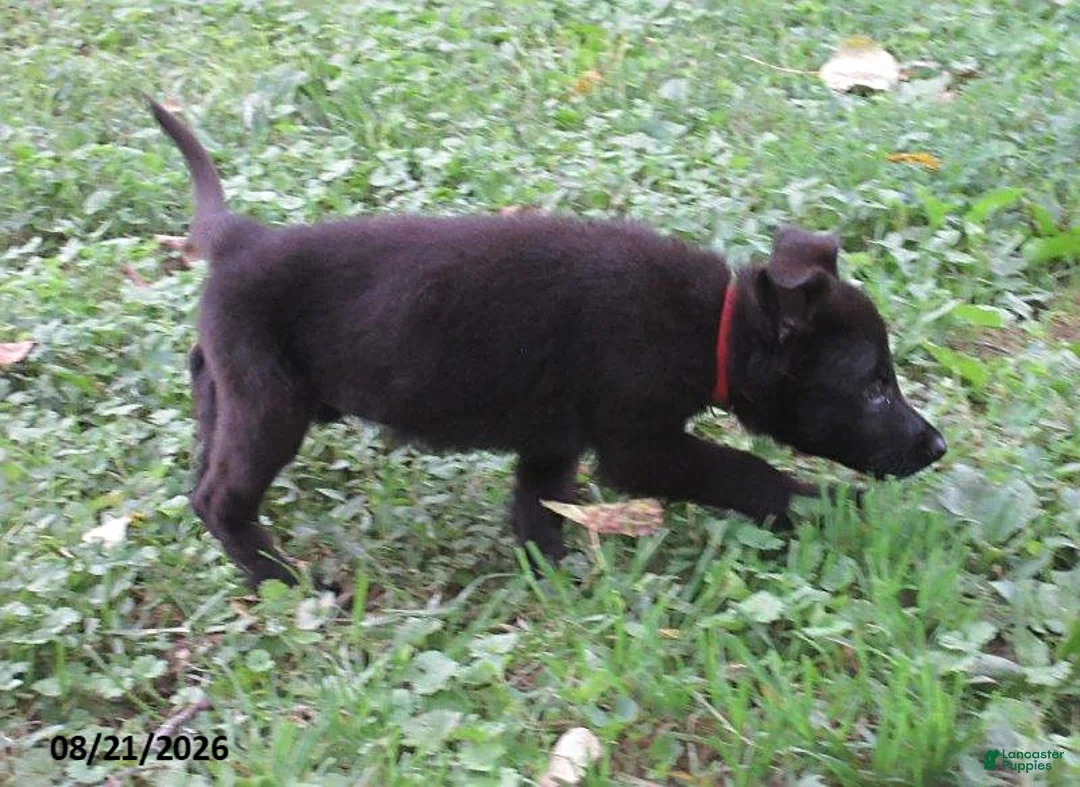 German Shepherd dogs for sale: Holly - Ad 2