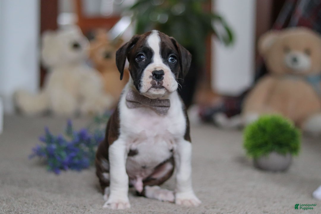 Boxer dogs for sale: Bruce - Ad 3