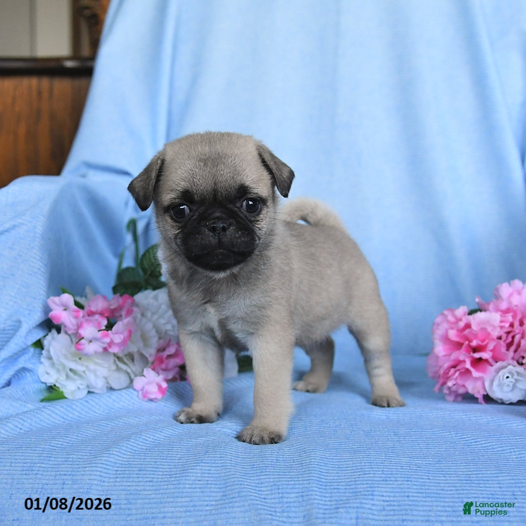 Pug dogs for sale: Tammy - Ad 1