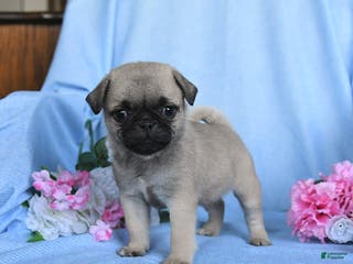 Pug dogs Tammy - Ad 5