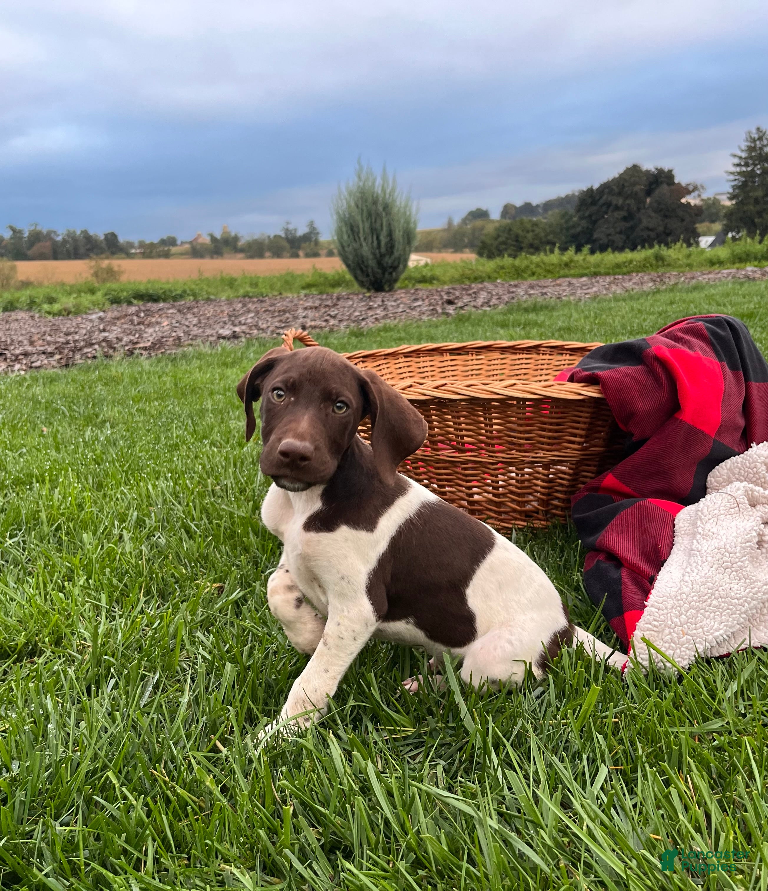 German Shorthaired Pointer