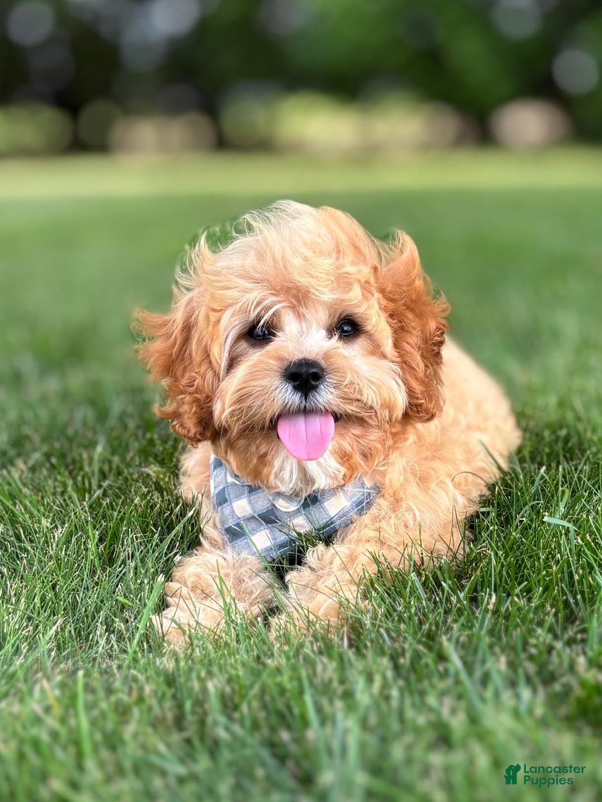 Cavapoo dogs Bounce Cavapoo Puppy  - Ad 2