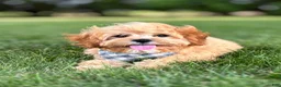 Cavapoo dogs for sale: Bounce Cavapoo Puppy  - Ad 2
