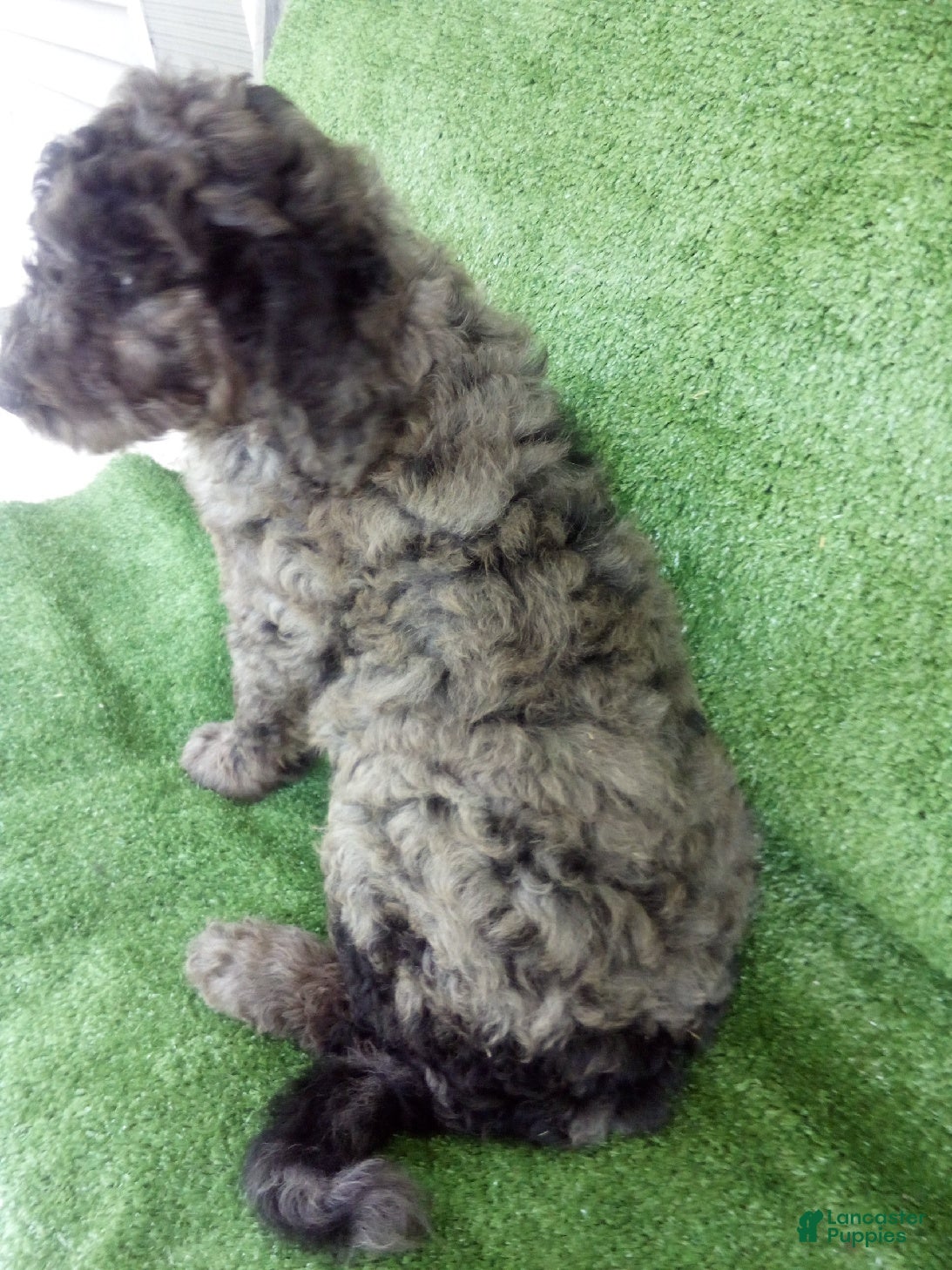 Goldendoodle dogs A J - Ad 2