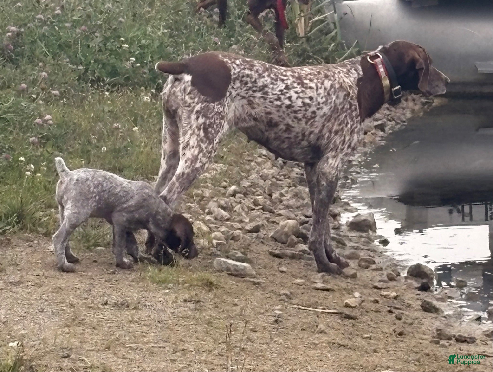German Shorthaired Pointer dogs German Shorthaired Pointer 6 - Ad 2