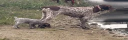 German Shorthaired Pointer dogs for sale: German Shorthaired Pointer 1 - Ad 2
