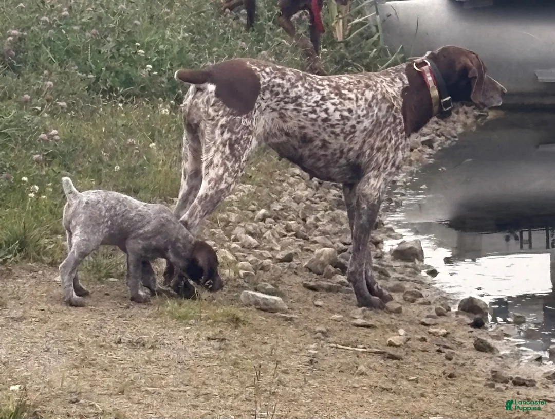 German Shorthaired Pointer dogs for sale: German Shorthaired Pointer 1 - Ad 2