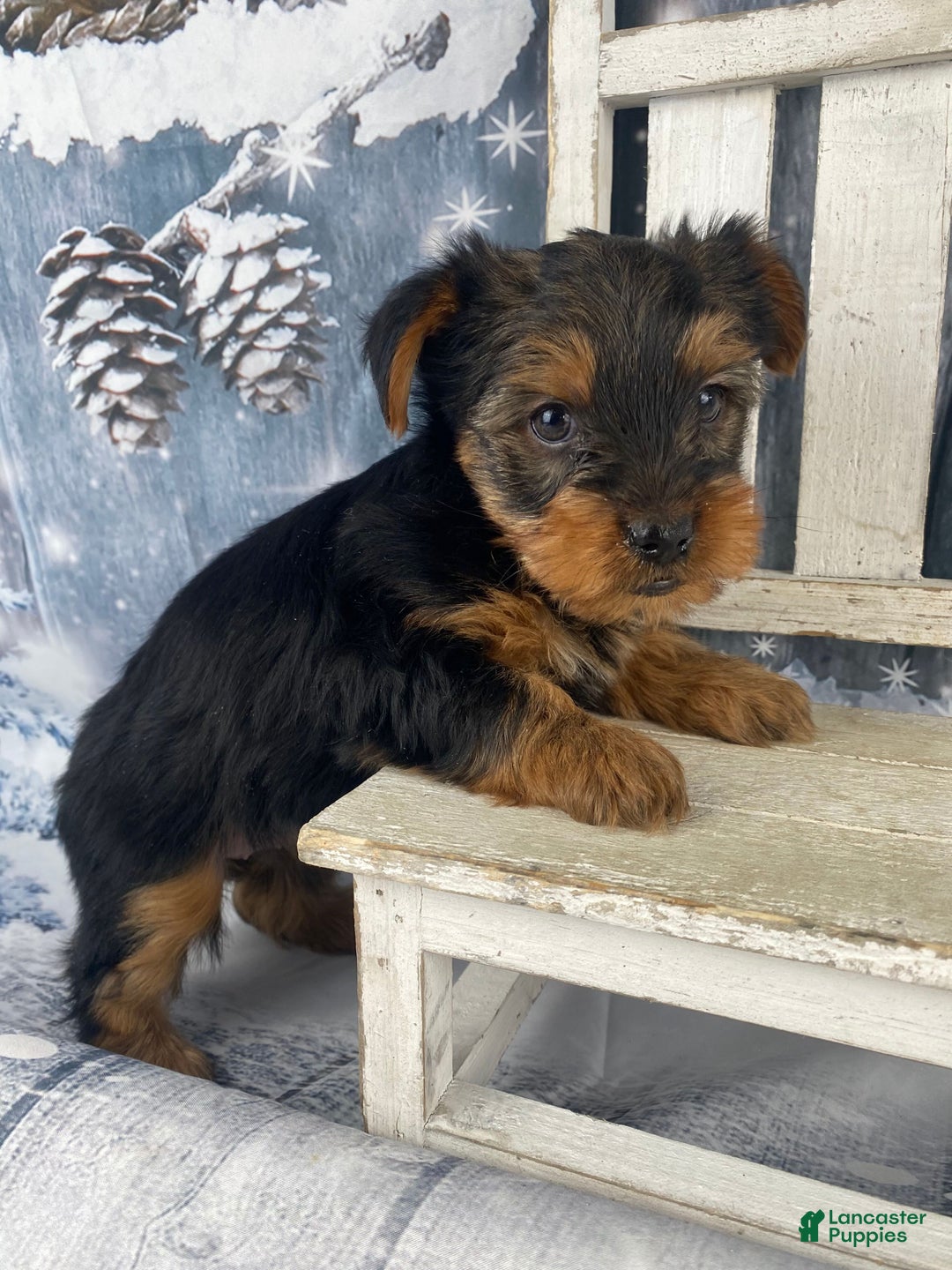 Yorkshire Terrier dogs for sale: Kylie - Ad 6