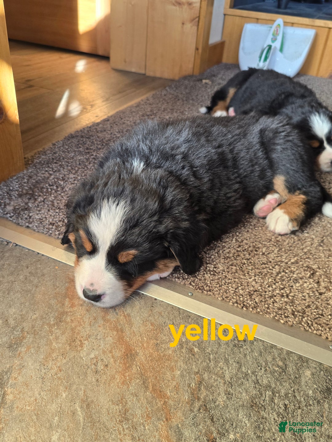 Bernese Mountain Dog dogs for sale: Yellow - Ad 4