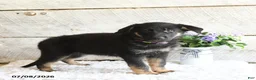 German Shepherd dogs for sale: Luna  - Ad 4