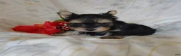 Yorkshire Terrier dogs for sale: Yorkshire Terrier 3 - Ad 3