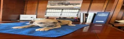 Mixed Breed dogs for sale: Mixed Breed 5 - Ad 1
