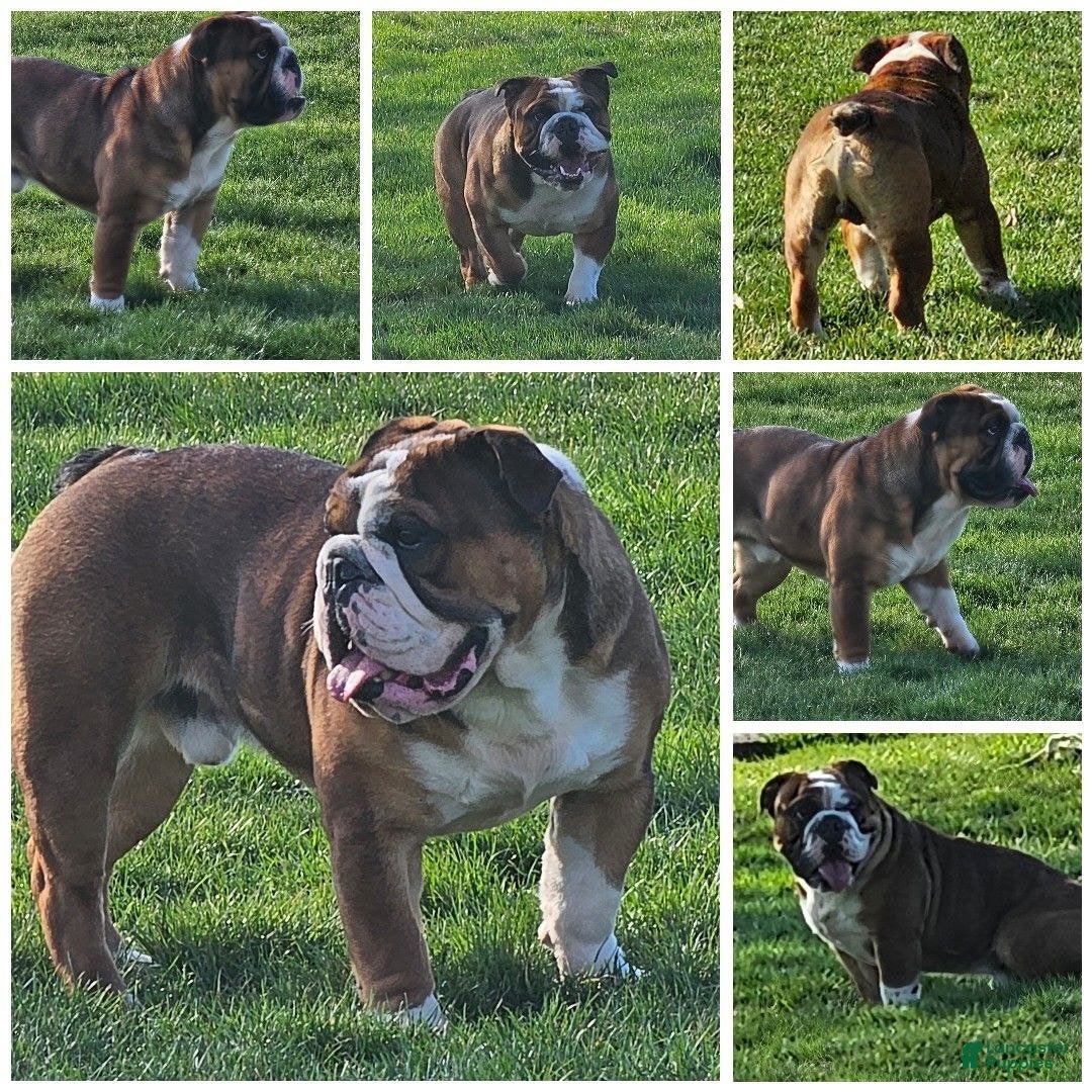 English Bulldog dogs for sale: Linus - Ad 9