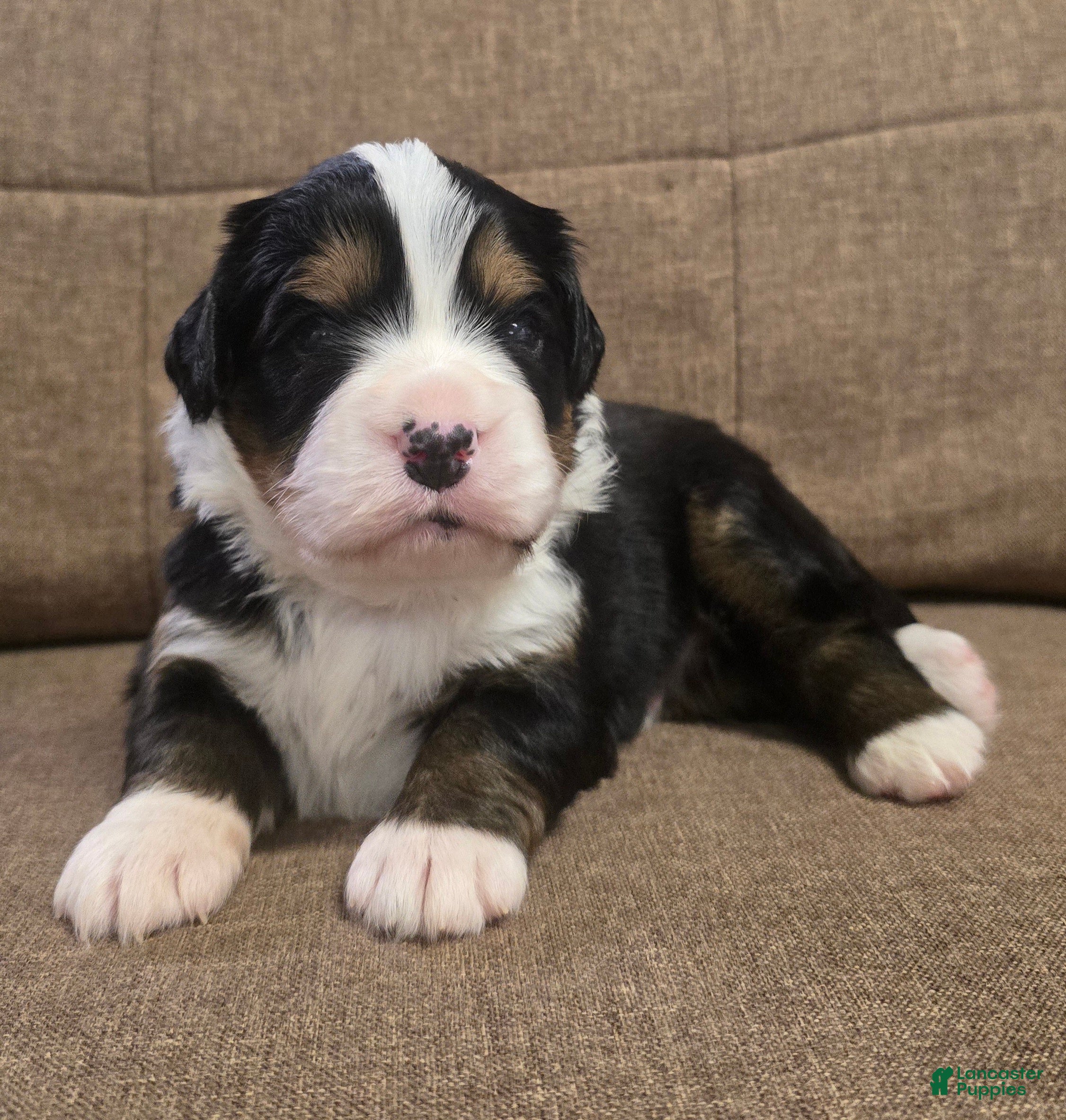 Miniature Bernese Mountain Dog dogs Negroni  - Ad 1