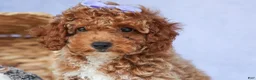 Miniature Poodle dogs for sale: WINNIE - Ad 14