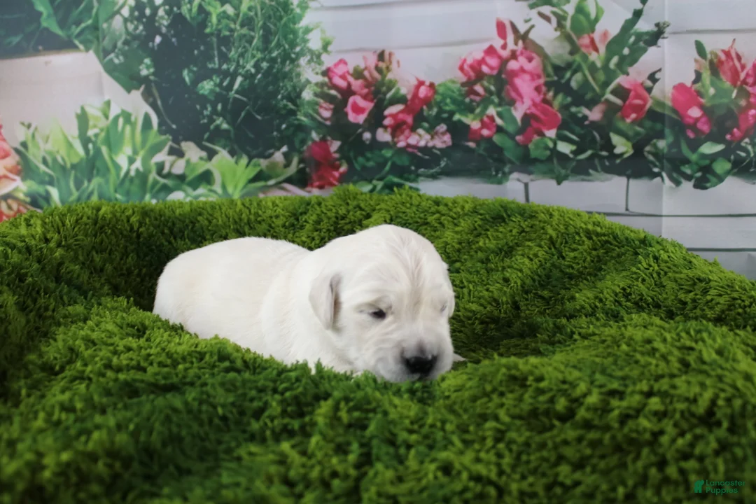 Golden Retriever dogs for sale: Casper - Ad 2