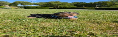 Yorkshire Terrier 2