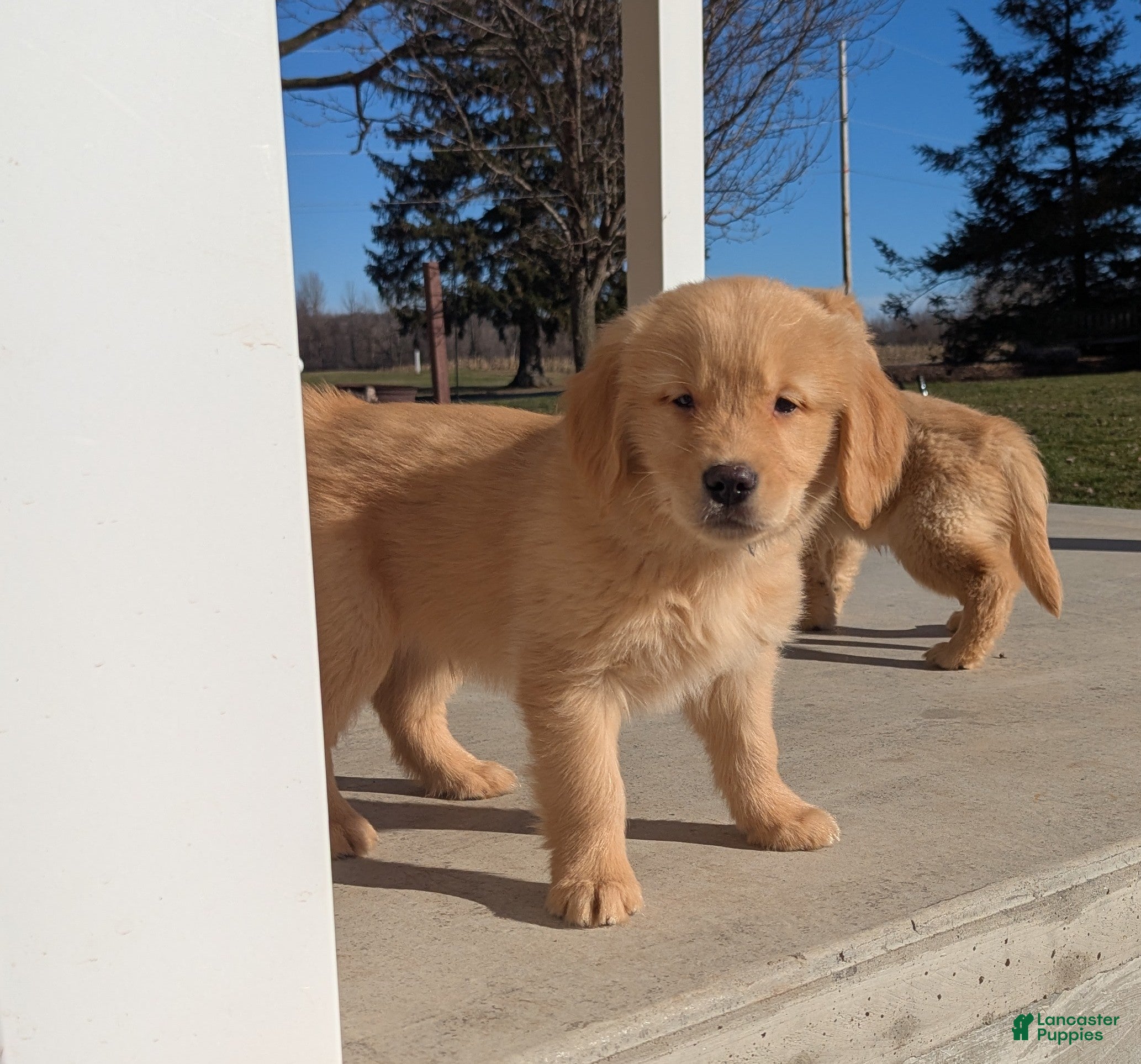 Golden Retriever dogs Milo - Ad 21