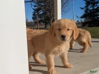 Golden Retriever dogs Milo - Ad 21