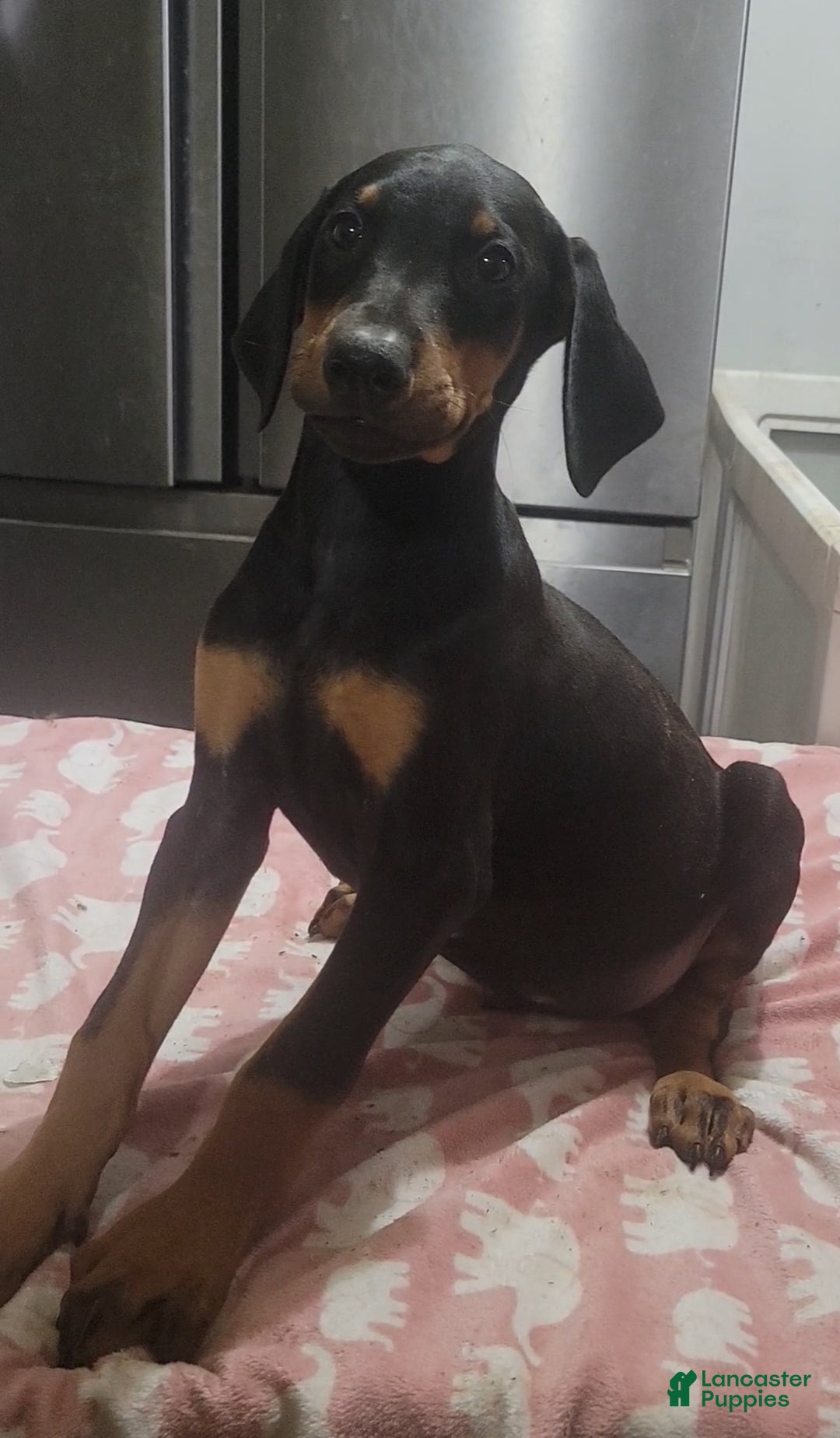Doberman Pinscher dogs for sale: Doberman puppy 1-3 - Ad 6