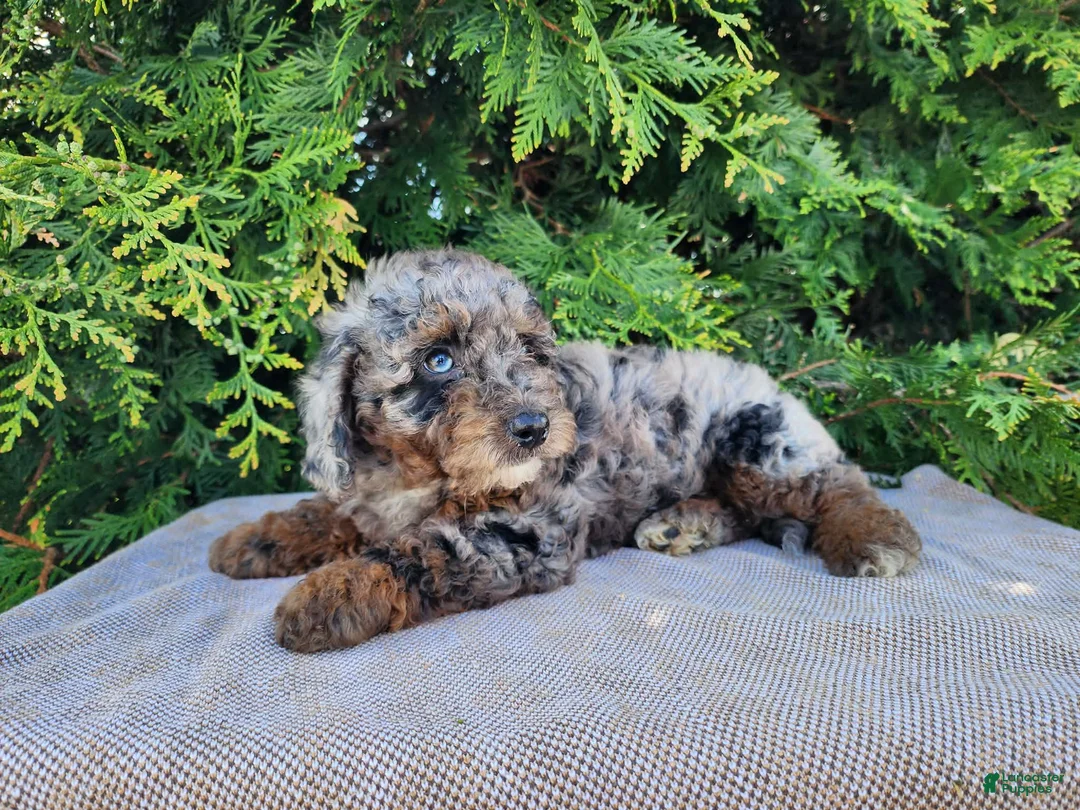Mini Bernedoodle dogs for sale: Leasha - Ad 2