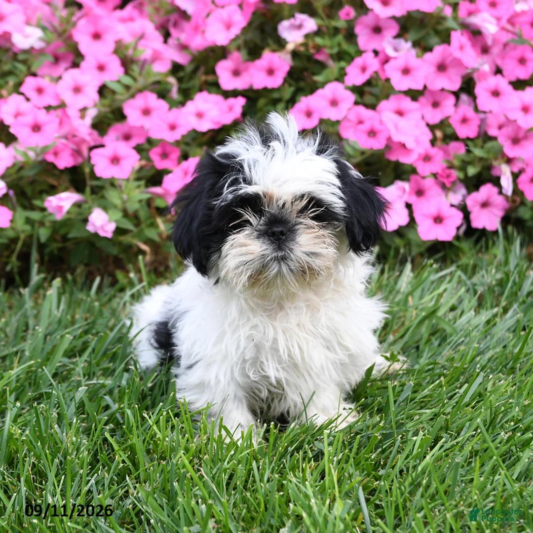 Shih Tzu dogs for sale: Aspen - Ad 2
