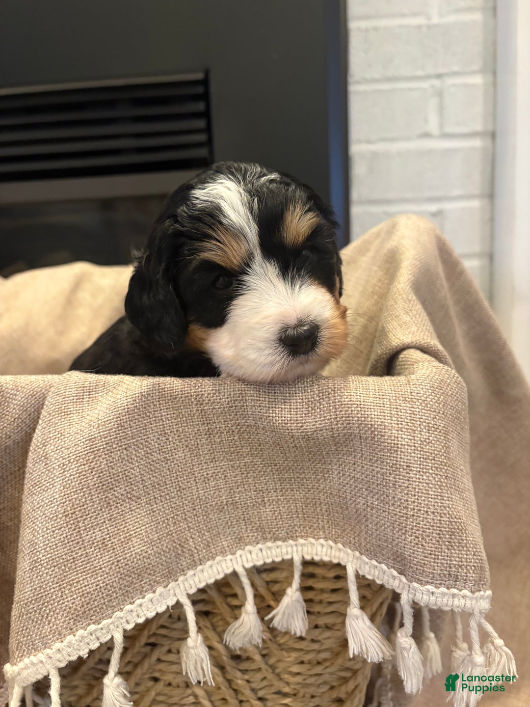 Mini Bernedoodle dogs for sale: Sadie - Ad 5