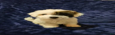 Havanese Puppy 6