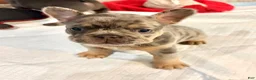 French Bulldog dogs for sale: French Bulldog Puppy 1 - Ad 1