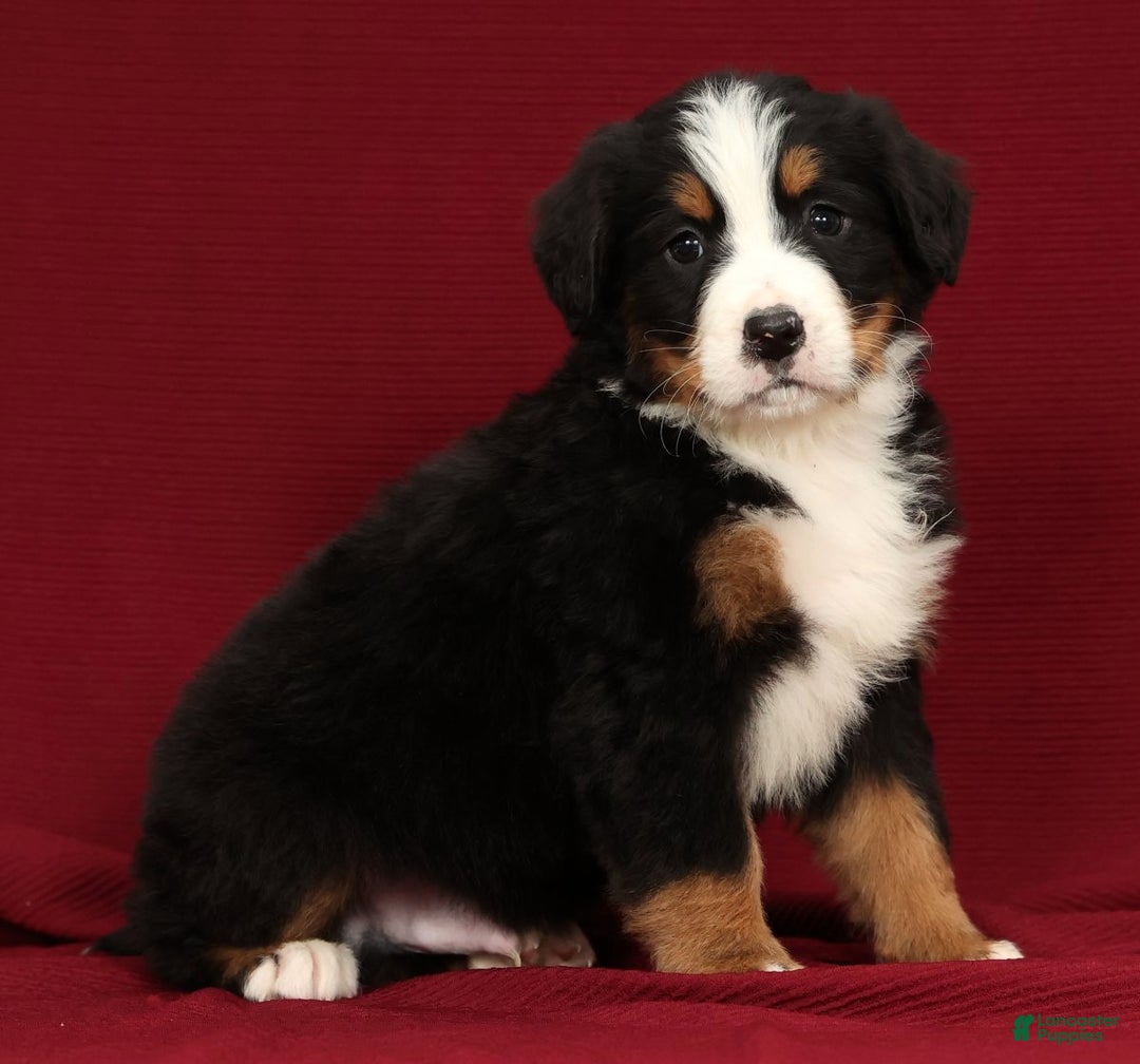 Bernese Mountain Dog dogs for sale: Buddy - Ad 7