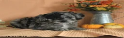 Mini Aussiedoodle dogs for sale: Louie - Ad 4