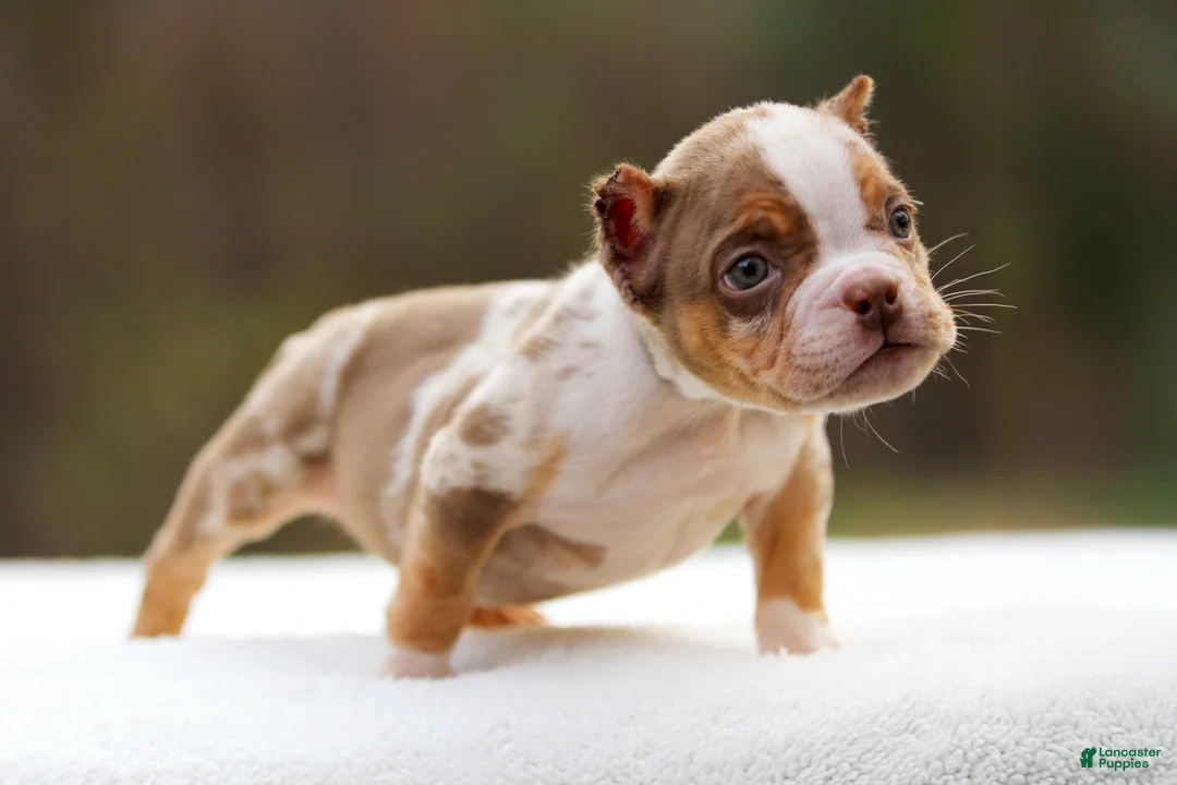 American Bully dogs for sale: Chocolate Tri Merle Male - Ad 4