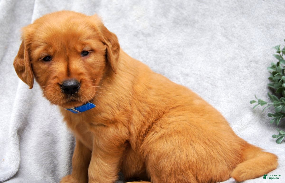 Golden Retriever dogs Princess - Ad 1