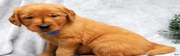 Golden Retriever dogs for sale: Princess - Ad 4