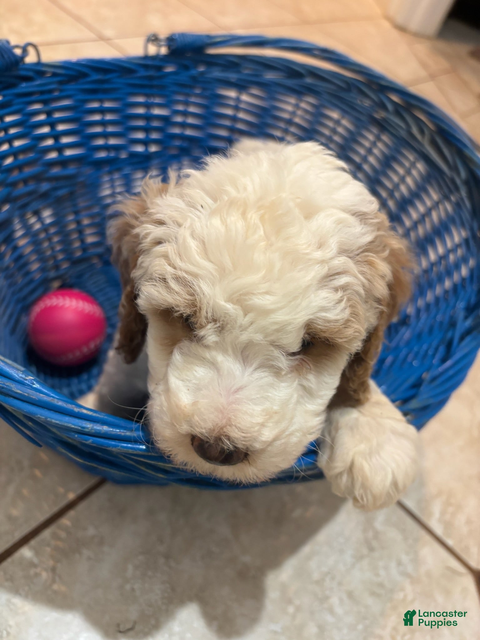 Mini Bernedoodle dogs for sale: Rosie - Ad 1