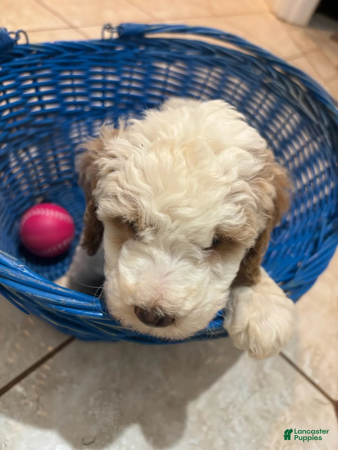 Mini Bernedoodle dogs for sale: Rosie - Ad 1