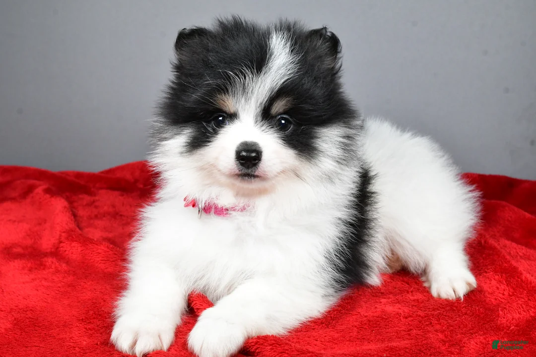 Pomeranian dogs for sale: Zebrina - Ad 2