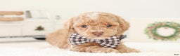 Toy Poodle dogs for sale: Prancer - Ad 5