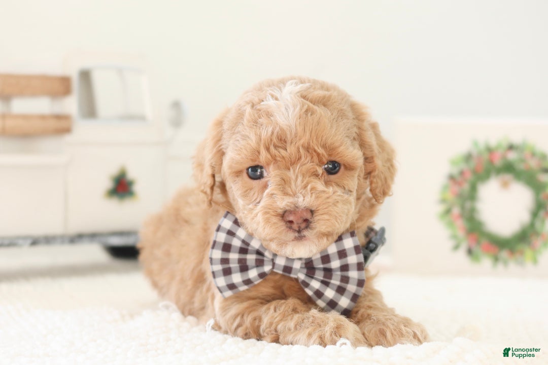 Toy Poodle dogs for sale: Prancer - Ad 5