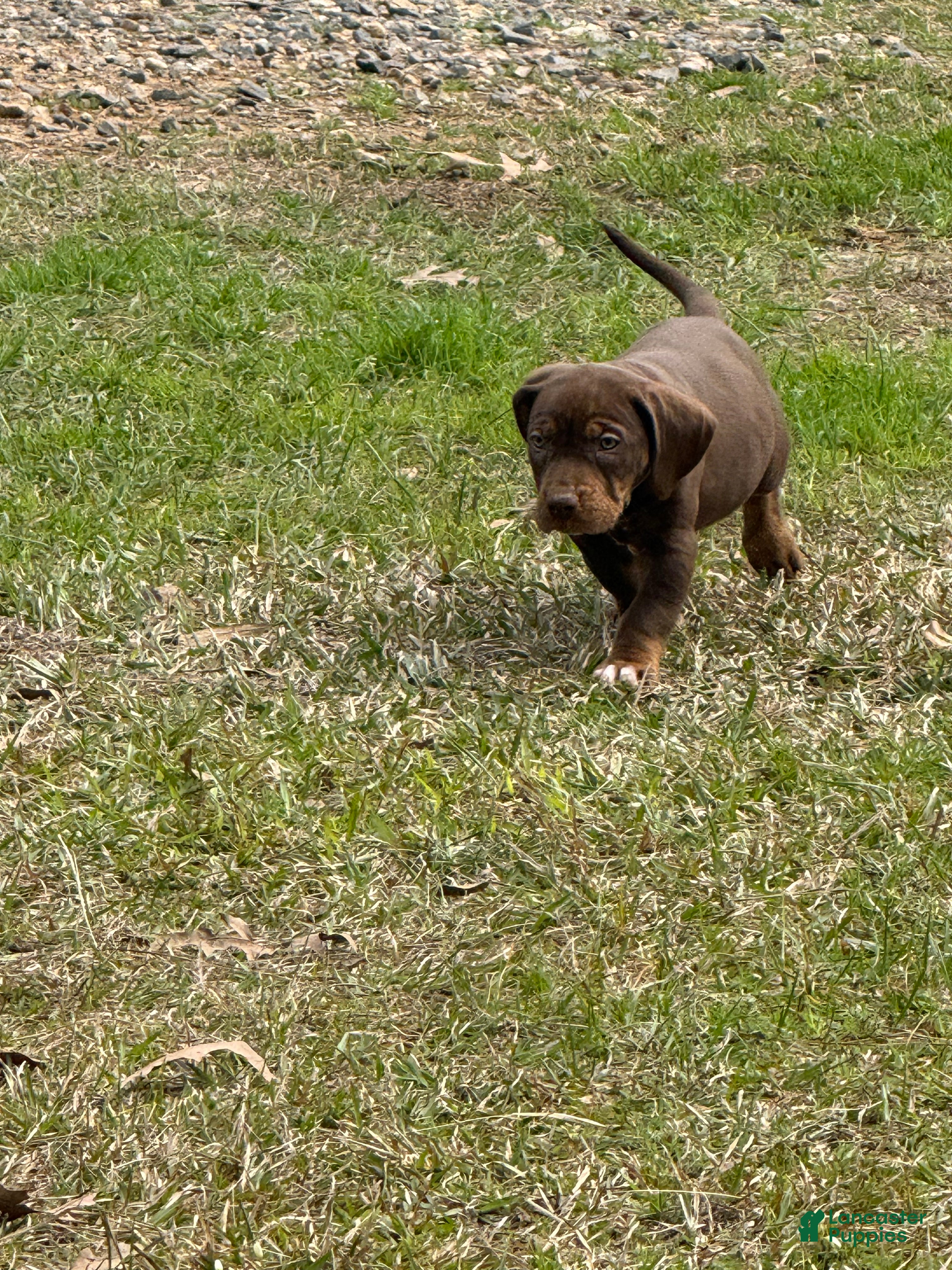 Catahoula Leopard Dog dogs Catahoula Leopard Dog Puppy 2 - Ad 2