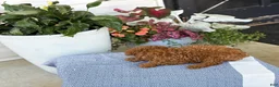 Toy Poodle dogs for sale: Mickey - Ad 10
