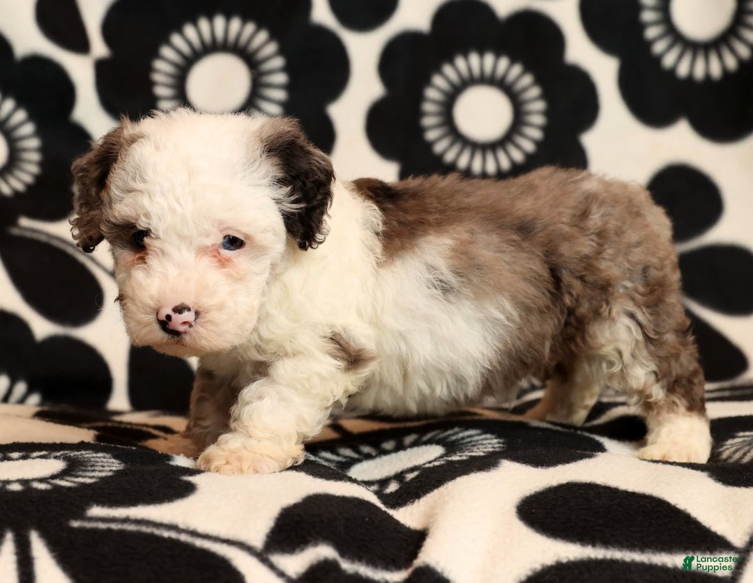 Miniature Poodle dogs for sale: Oswald - Ad 3