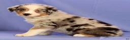 Miniature Australian Shepherd dogs for sale: Abby - Ad 4