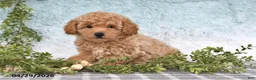 Bichpoo dogs for sale: Felicity - Ad 3