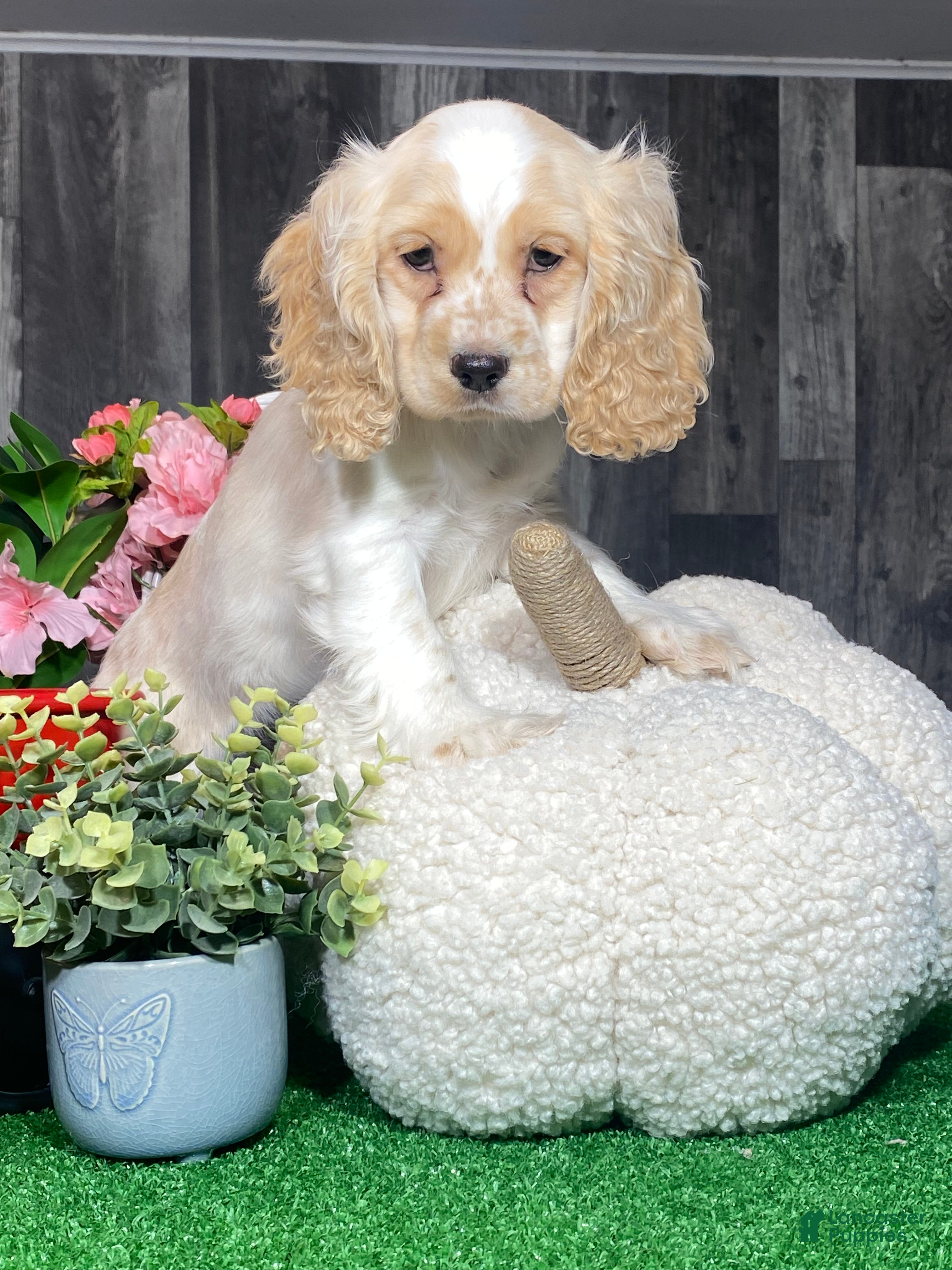 Cocker Spaniel dogs Onyx - Ad 19