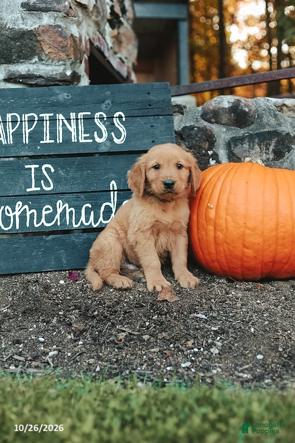 Golden Retriever dogs for sale: Jackson - Ad 1
