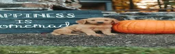 Golden Retriever dogs for sale: Jackson - Ad 1