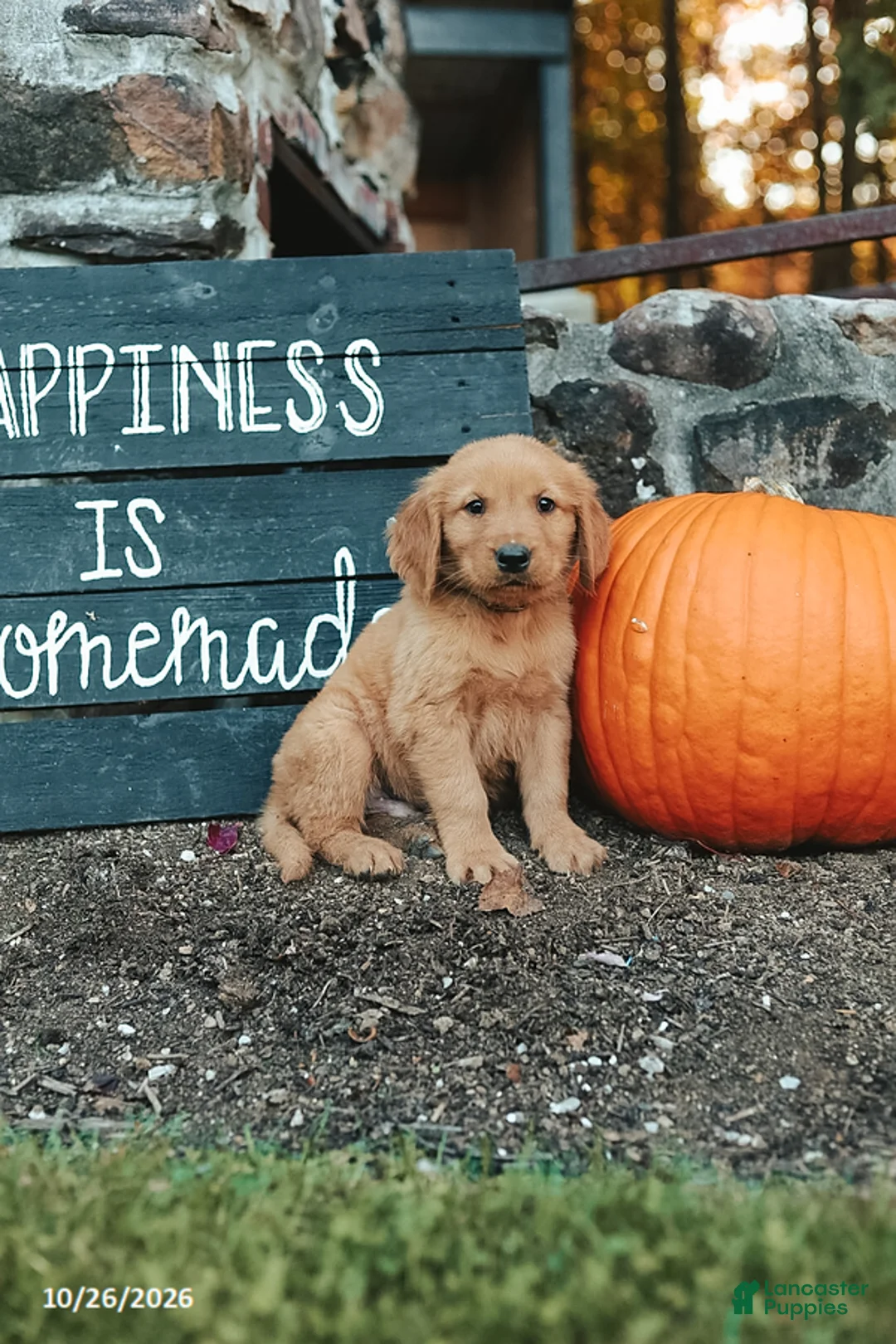Golden Retriever dogs for sale: Jackson - Ad 1